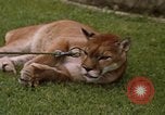Standbild Cougar Panama, 1969, aus Sekunde 10 historischem Filmmaterial Videoclip 65675054593