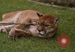 Standbild Cougar Panama, 1969, aus Sekunde 11 historischem Filmmaterial Videoclip 65675054593