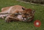 Standbild Cougar Panama, 1969, aus Sekunde 12 historischem Filmmaterial Videoclip 65675054593