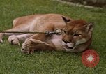 Standbild Cougar Panama, 1969, aus Sekunde 13 historischem Filmmaterial Videoclip 65675054593