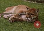 Standbild Cougar Panama, 1969, aus Sekunde 14 historischem Filmmaterial Videoclip 65675054593