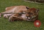 Standbild Cougar Panama, 1969, aus Sekunde 15 historischem Filmmaterial Videoclip 65675054593