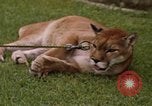 Standbild Cougar Panama, 1969, aus Sekunde 16 historischem Filmmaterial Videoclip 65675054593