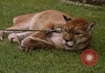 Standbild Cougar Panama, 1969, aus Sekunde 18 historischem Filmmaterial Videoclip 65675054593