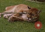 Standbild Cougar Panama, 1969, aus Sekunde 19 historischem Filmmaterial Videoclip 65675054593