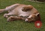 Standbild Cougar Panama, 1969, aus Sekunde 20 historischem Filmmaterial Videoclip 65675054593