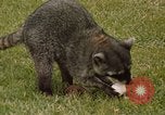 Standbild Waschbär Panama, 1969, aus Sekunde 1 historischem Filmmaterial Videoclip 65675054594