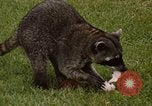 Standbild Waschbär Panama, 1969, aus Sekunde 3 historischem Filmmaterial Videoclip 65675054594