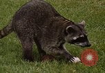 Standbild Waschbär Panama, 1969, aus Sekunde 4 historischem Filmmaterial Videoclip 65675054594