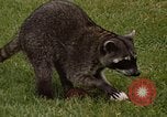Standbild Waschbär Panama, 1969, aus Sekunde 5 historischem Filmmaterial Videoclip 65675054594