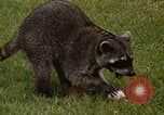 Standbild Waschbär Panama, 1969, aus Sekunde 6 historischem Filmmaterial Videoclip 65675054594