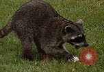 Standbild Waschbär Panama, 1969, aus Sekunde 7 historischem Filmmaterial Videoclip 65675054594