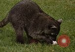 Standbild Waschbär Panama, 1969, aus Sekunde 8 historischem Filmmaterial Videoclip 65675054594
