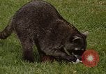 Standbild Waschbär Panama, 1969, aus Sekunde 9 historischem Filmmaterial Videoclip 65675054594