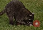 Standbild Waschbär Panama, 1969, aus Sekunde 10 historischem Filmmaterial Videoclip 65675054594