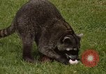 Standbild Waschbär Panama, 1969, aus Sekunde 11 historischem Filmmaterial Videoclip 65675054594