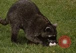 Standbild Waschbär Panama, 1969, aus Sekunde 12 historischem Filmmaterial Videoclip 65675054594