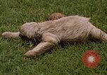 Standbild Faultier Panama, 1969, aus Sekunde 3 historischem Filmmaterial Videoclip 65675054595