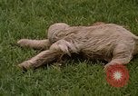 Standbild Faultier Panama, 1969, aus Sekunde 8 historischem Filmmaterial Videoclip 65675054595
