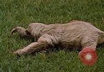 Standbild Faultier Panama, 1969, aus Sekunde 9 historischem Filmmaterial Videoclip 65675054595