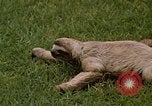 Standbild Faultier Panama, 1969, aus Sekunde 12 historischem Filmmaterial Videoclip 65675054595