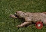 Standbild Faultier Panama, 1969, aus Sekunde 13 historischem Filmmaterial Videoclip 65675054595