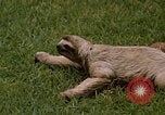 Standbild Faultier Panama, 1969, aus Sekunde 15 historischem Filmmaterial Videoclip 65675054595