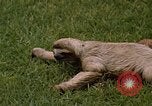 Standbild Faultier Panama, 1969, aus Sekunde 16 historischem Filmmaterial Videoclip 65675054595