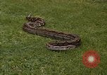 Immagine di Boa constrictor snake Panama, 1969, secondo 3 filmato di repertorio 65675054596