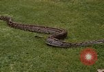 Immagine di Boa constrictor snake Panama, 1969, secondo 4 filmato di repertorio 65675054596
