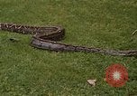 Immagine di Boa constrictor snake Panama, 1969, secondo 5 filmato di repertorio 65675054596