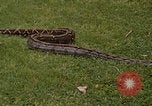 Immagine di Boa constrictor snake Panama, 1969, secondo 6 filmato di repertorio 65675054596