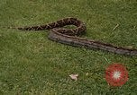Immagine di Boa constrictor snake Panama, 1969, secondo 7 filmato di repertorio 65675054596