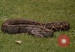 Immagine di Boa constrictor snake Panama, 1969, secondo 8 filmato di repertorio 65675054596