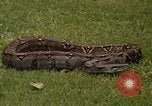 Immagine di Boa constrictor snake Panama, 1969, secondo 9 filmato di repertorio 65675054596