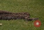 Immagine di Boa constrictor snake Panama, 1969, secondo 10 filmato di repertorio 65675054596