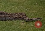 Immagine di Boa constrictor snake Panama, 1969, secondo 11 filmato di repertorio 65675054596