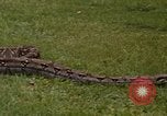 Immagine di Boa constrictor snake Panama, 1969, secondo 12 filmato di repertorio 65675054596
