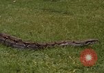 Immagine di Boa constrictor snake Panama, 1969, secondo 13 filmato di repertorio 65675054596