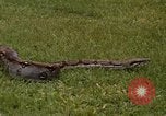 Immagine di Boa constrictor snake Panama, 1969, secondo 14 filmato di repertorio 65675054596