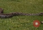 Immagine di Boa constrictor snake Panama, 1969, secondo 15 filmato di repertorio 65675054596