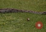 Immagine di Boa constrictor snake Panama, 1969, secondo 16 filmato di repertorio 65675054596