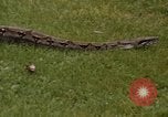 Immagine di Boa constrictor snake Panama, 1969, secondo 17 filmato di repertorio 65675054596