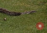 Immagine di Boa constrictor snake Panama, 1969, secondo 18 filmato di repertorio 65675054596