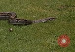 Immagine di Boa constrictor snake Panama, 1969, secondo 19 filmato di repertorio 65675054596
