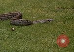 Immagine di Boa constrictor snake Panama, 1969, secondo 20 filmato di repertorio 65675054596