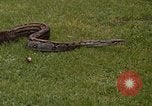 Immagine di Boa constrictor snake Panama, 1969, secondo 21 filmato di repertorio 65675054596