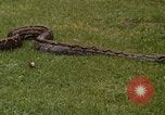 Immagine di Boa constrictor snake Panama, 1969, secondo 22 filmato di repertorio 65675054596