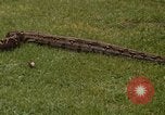Immagine di Boa constrictor snake Panama, 1969, secondo 23 filmato di repertorio 65675054596