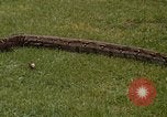 Immagine di Boa constrictor snake Panama, 1969, secondo 24 filmato di repertorio 65675054596